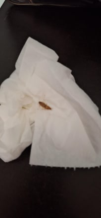 We found this water bug crawling down the wall in our wall.