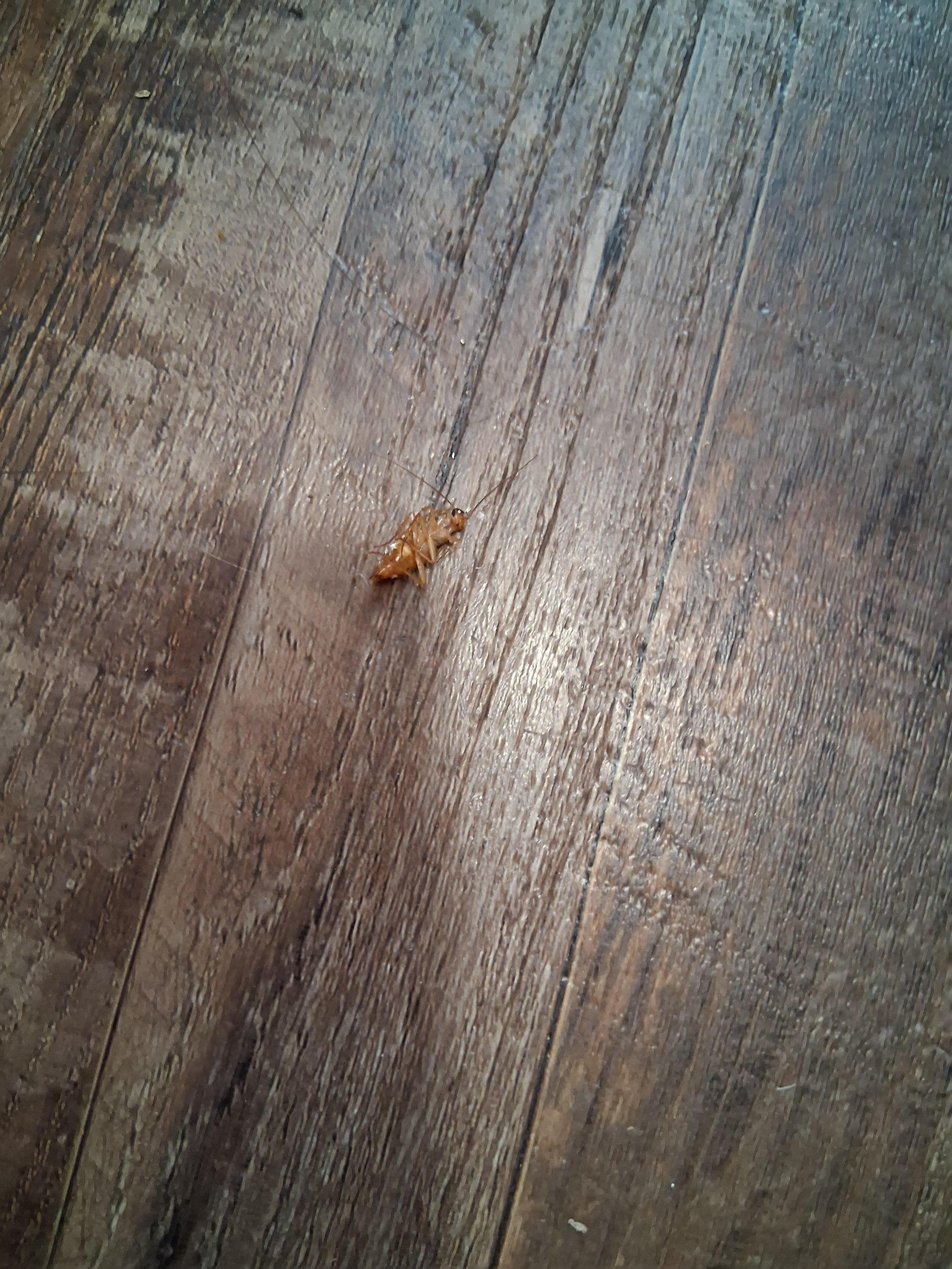 One of the bugs we killed 