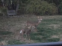 Deer in the evening