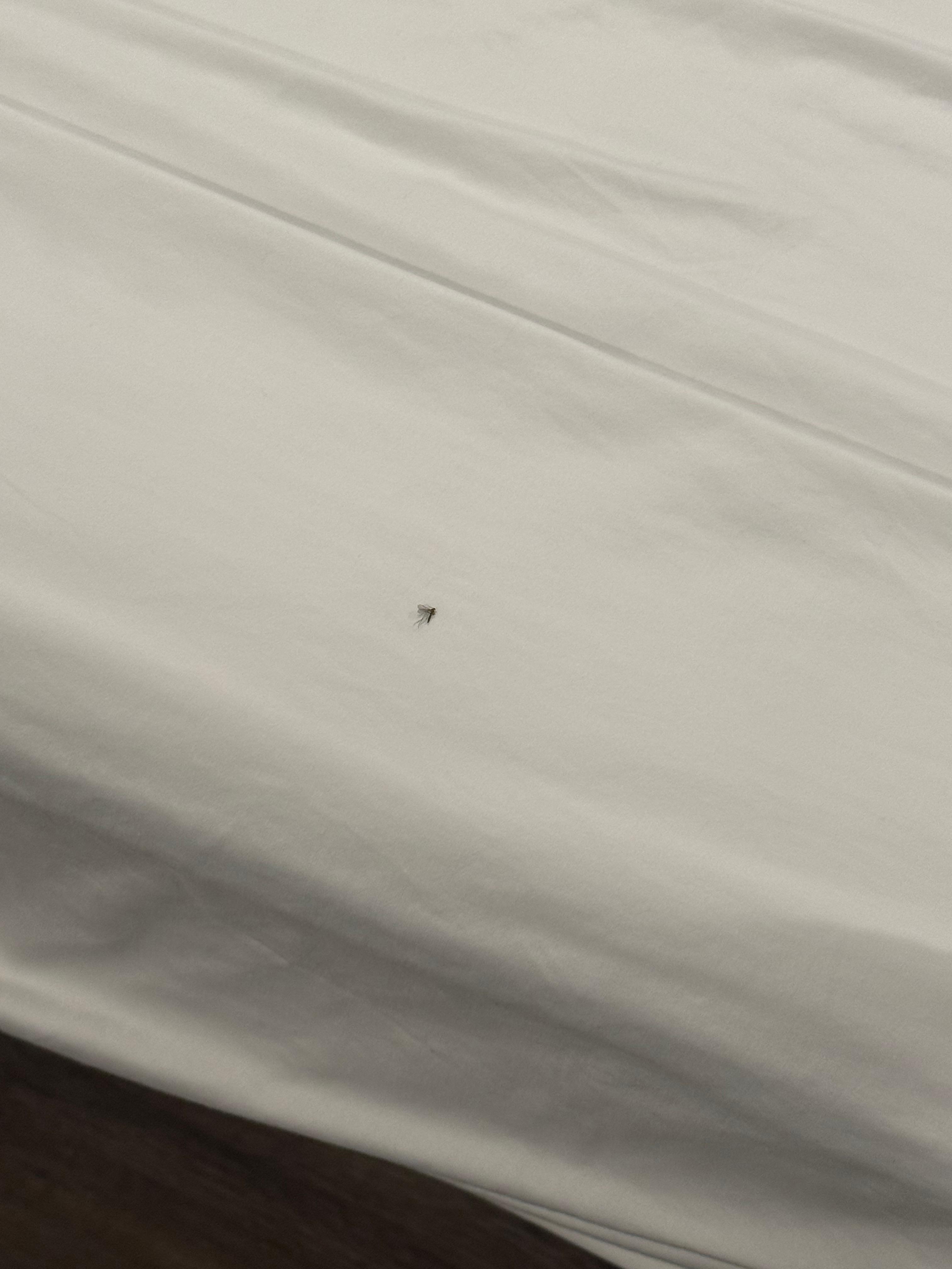 One bug under sheets