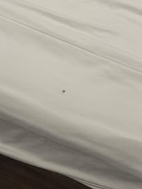 One bug under sheets