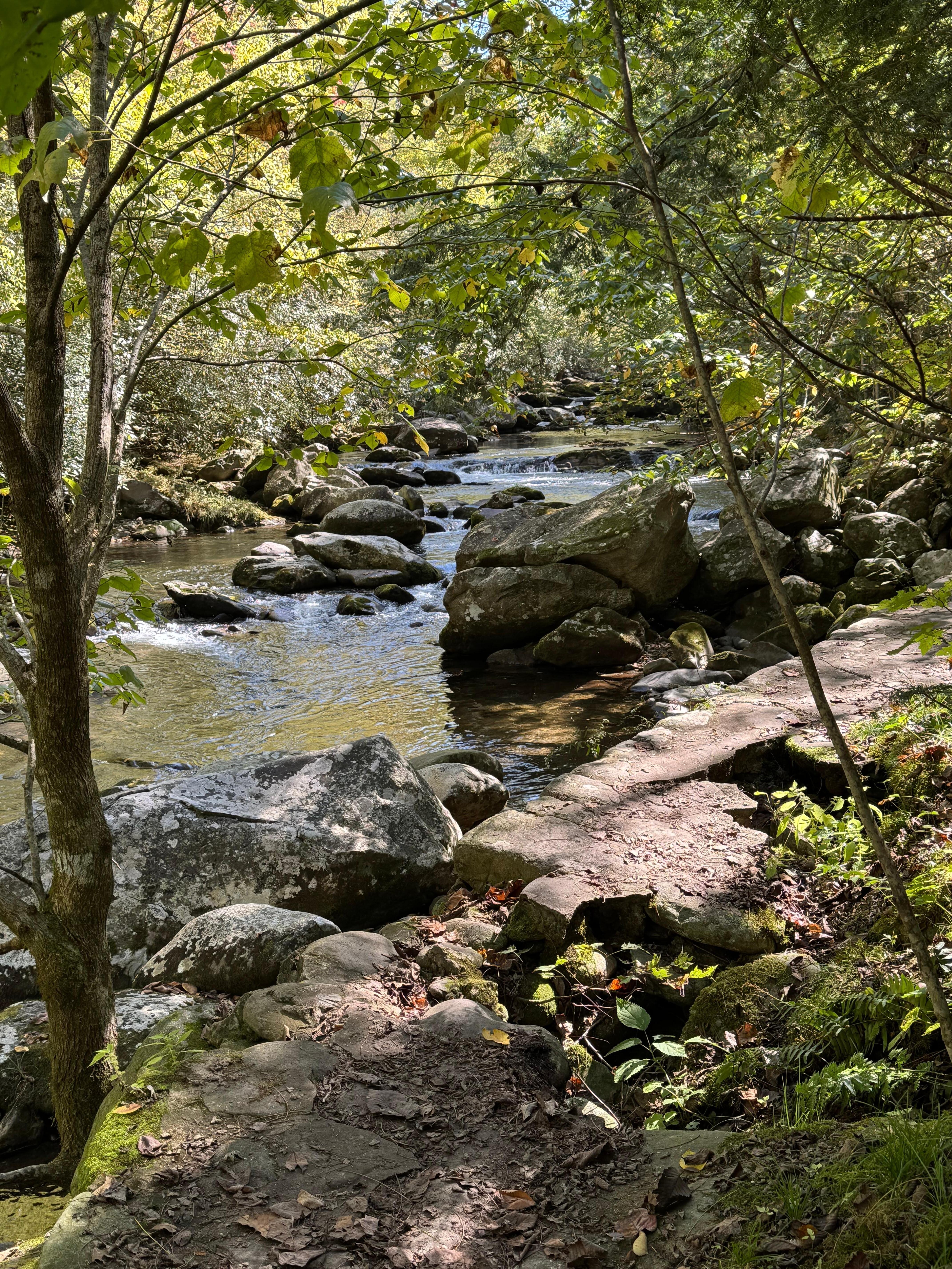 Trail at elkmont campground 