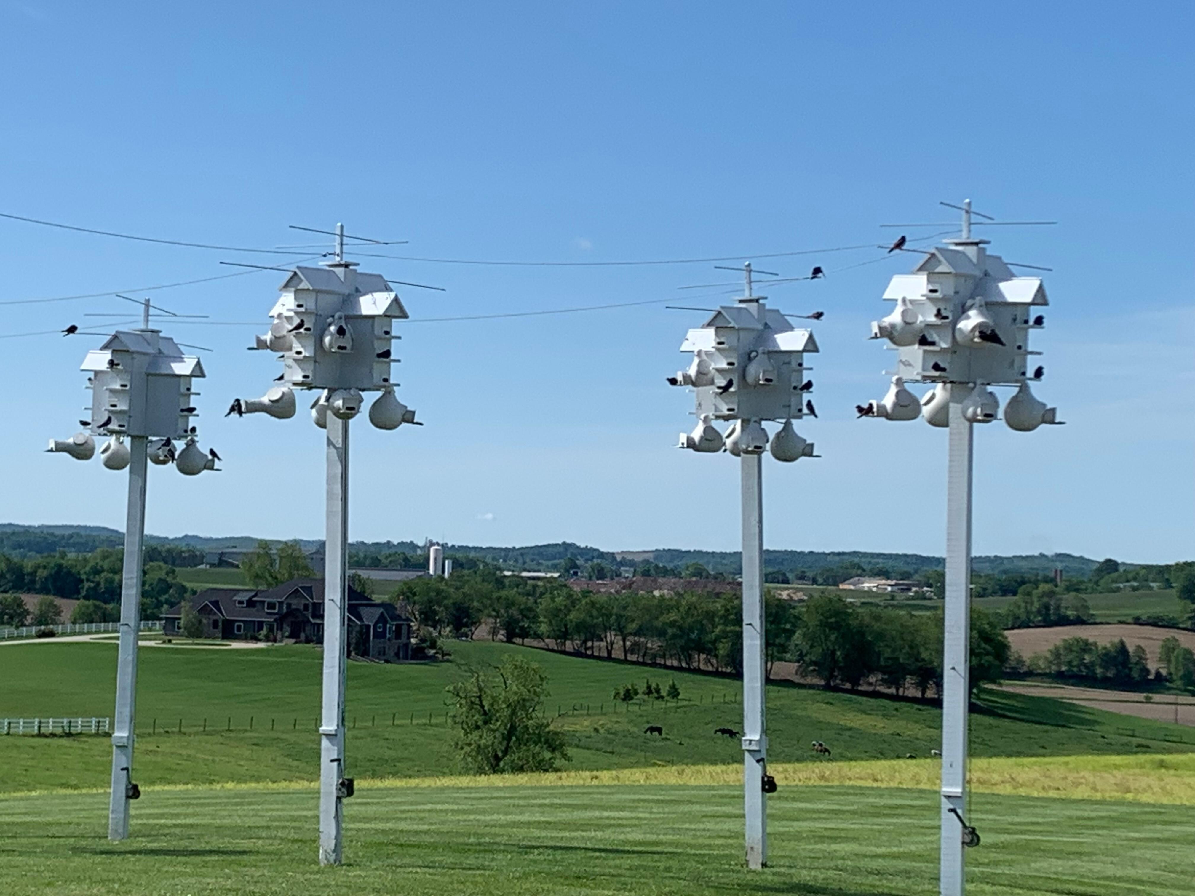 Purple Martin houses 