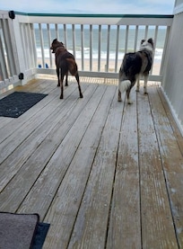 My pooches enjoying the beach view!