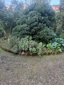 Garden in early spring