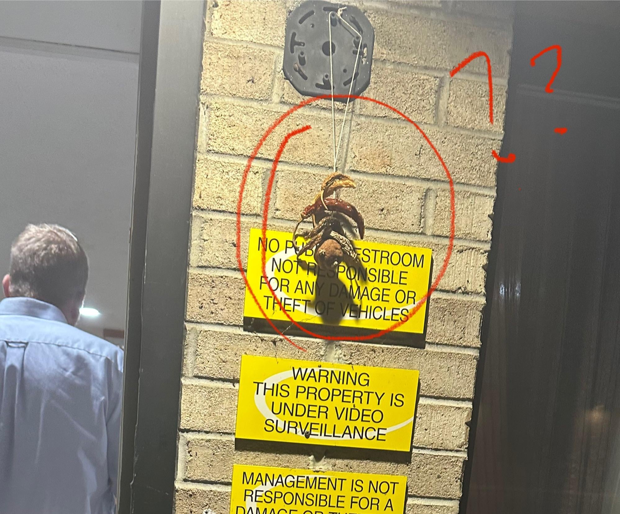 What in the world do they have hanging in the hotel entrance??!
