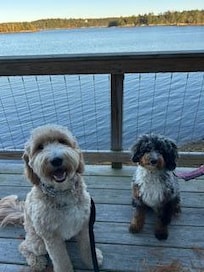 star and jasper waitong for lobster