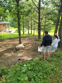 Feeding George and Olaf piggies