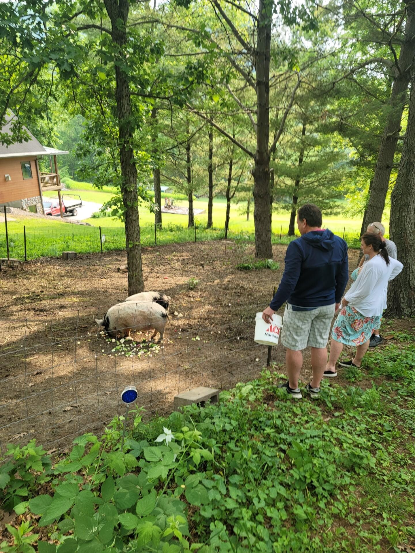 Feeding George and Olaf piggies