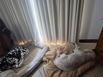 Happy Pets