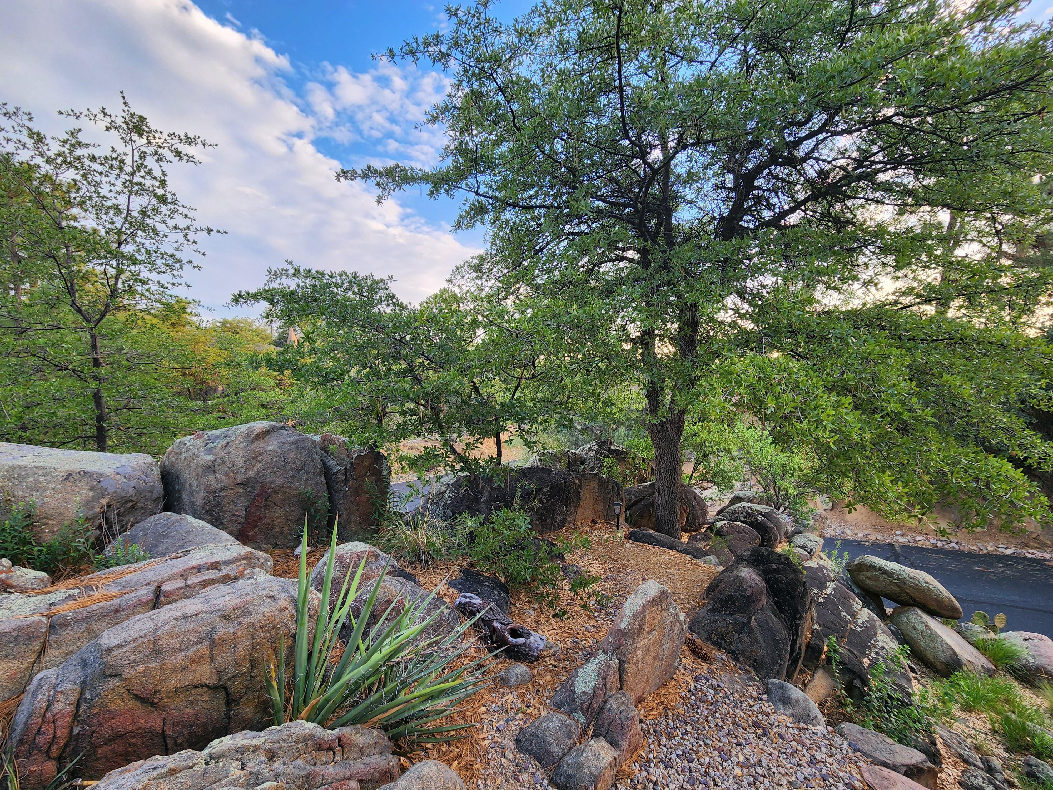Side area in front by driveway (not shown).