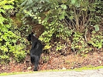 Lots of furry visitors!
