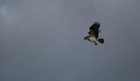 An osprey carrying a fish we watched it catch.