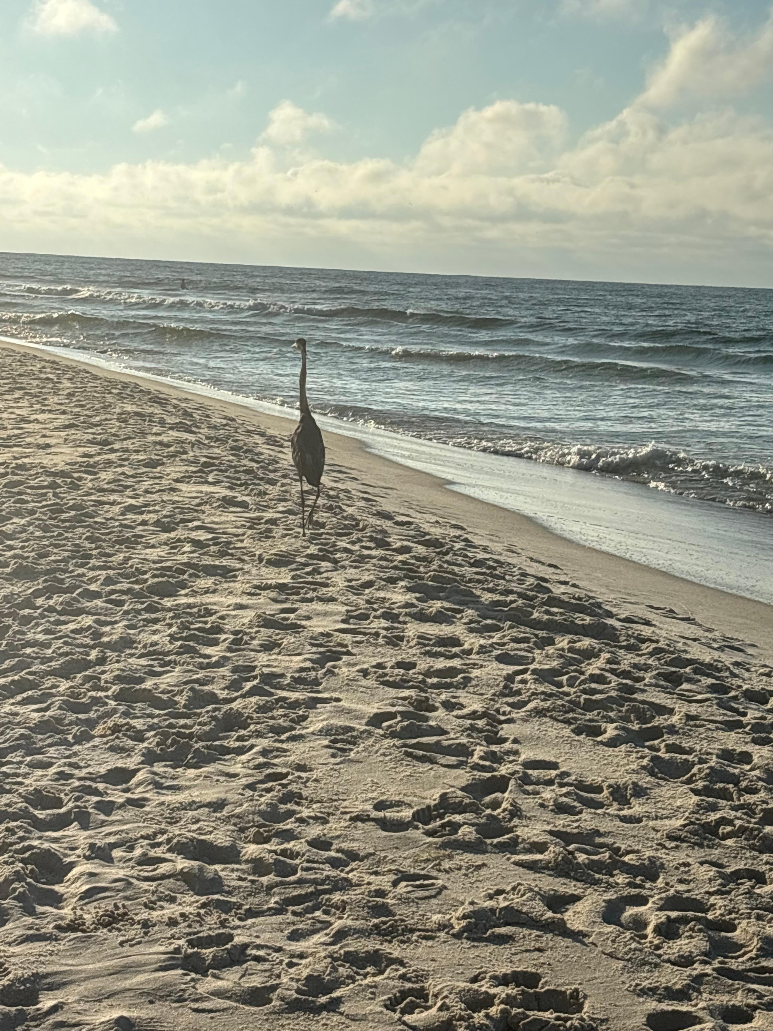 Morning walk on the beach. 