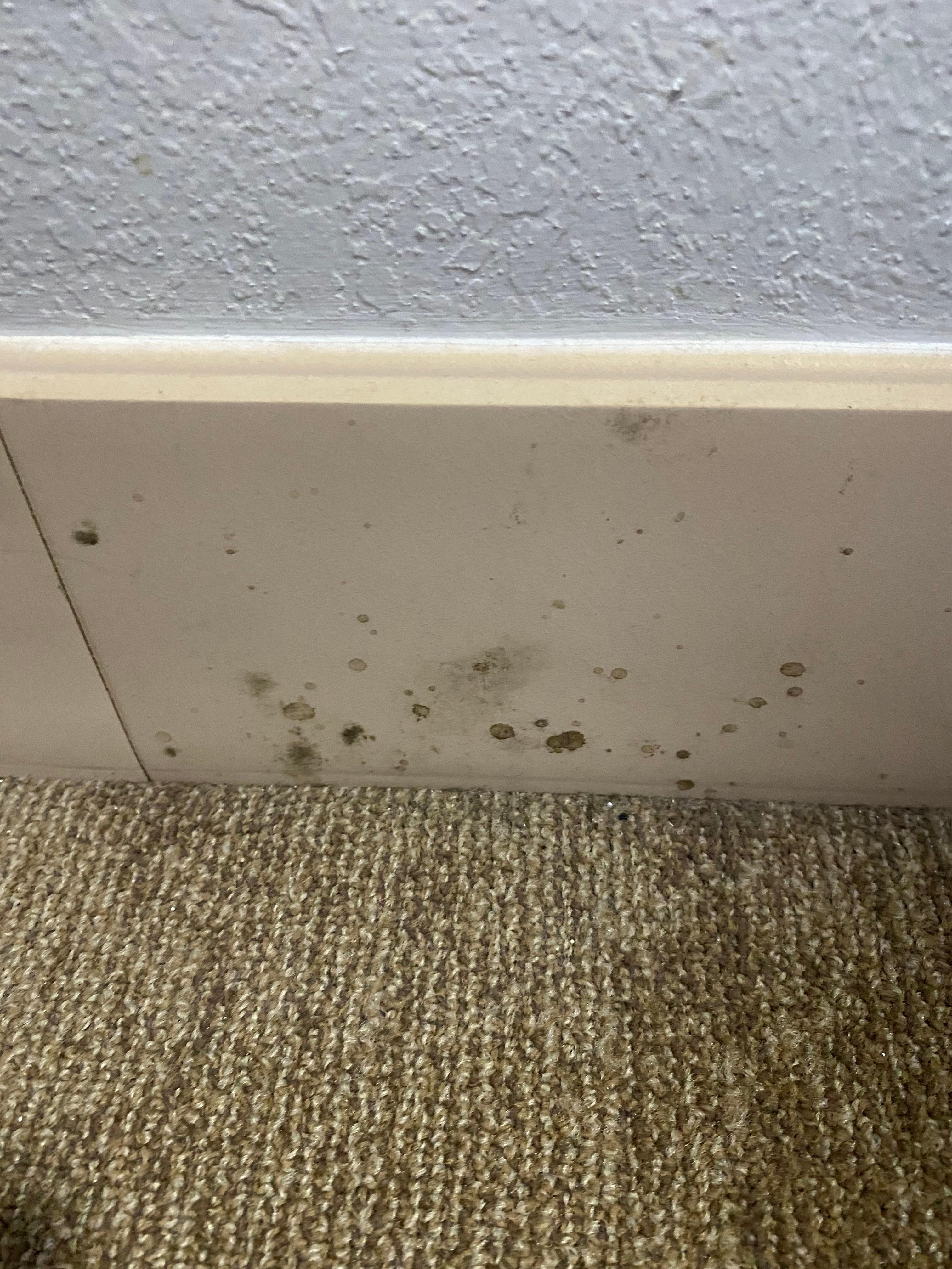 Mould on tiles from damp carpet 