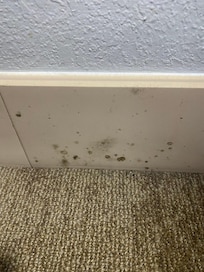 Mould on tiles from damp carpet