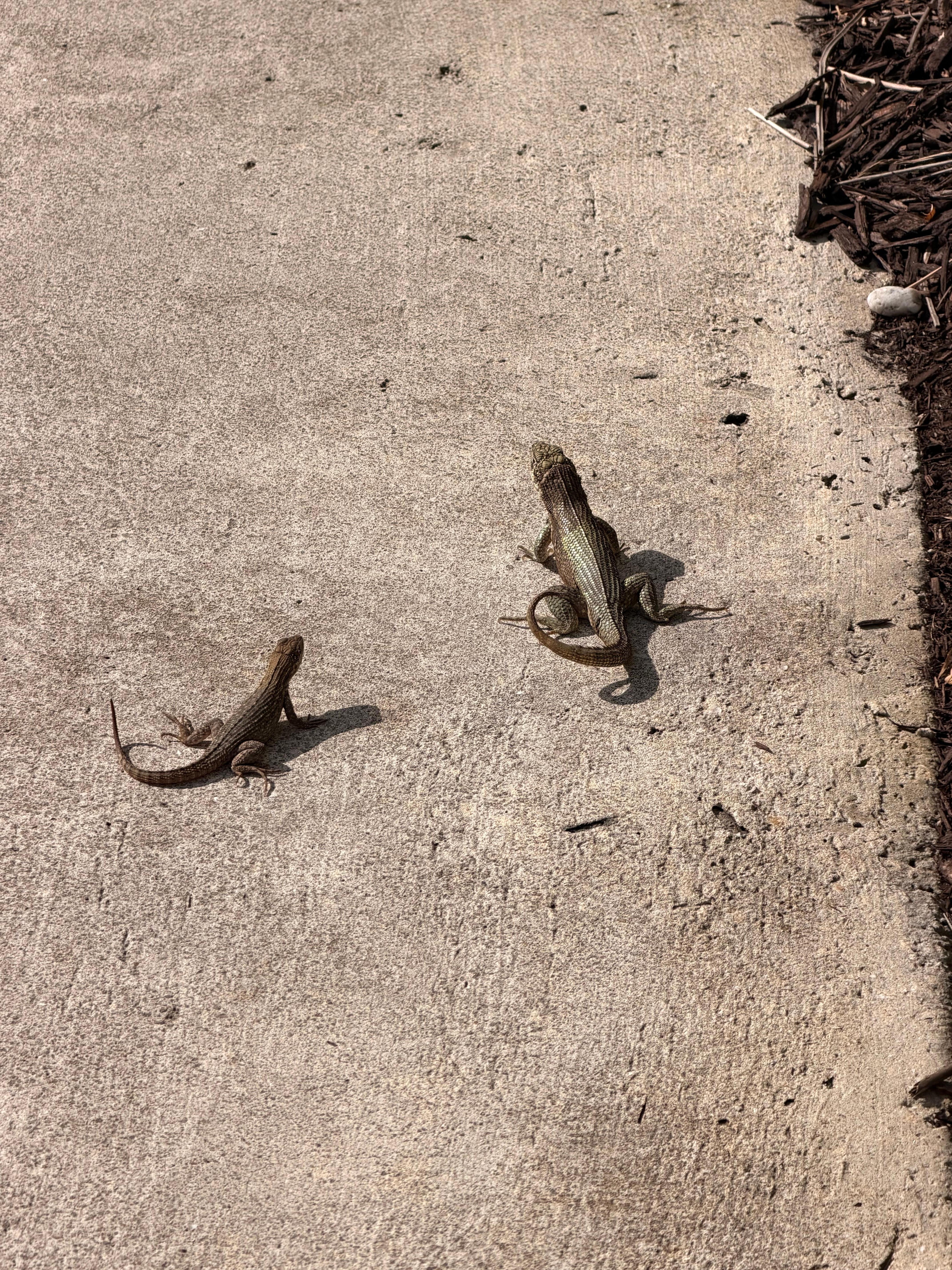 Lizards are massive! 