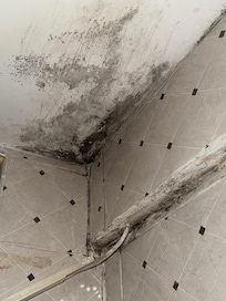 Bathroom mold