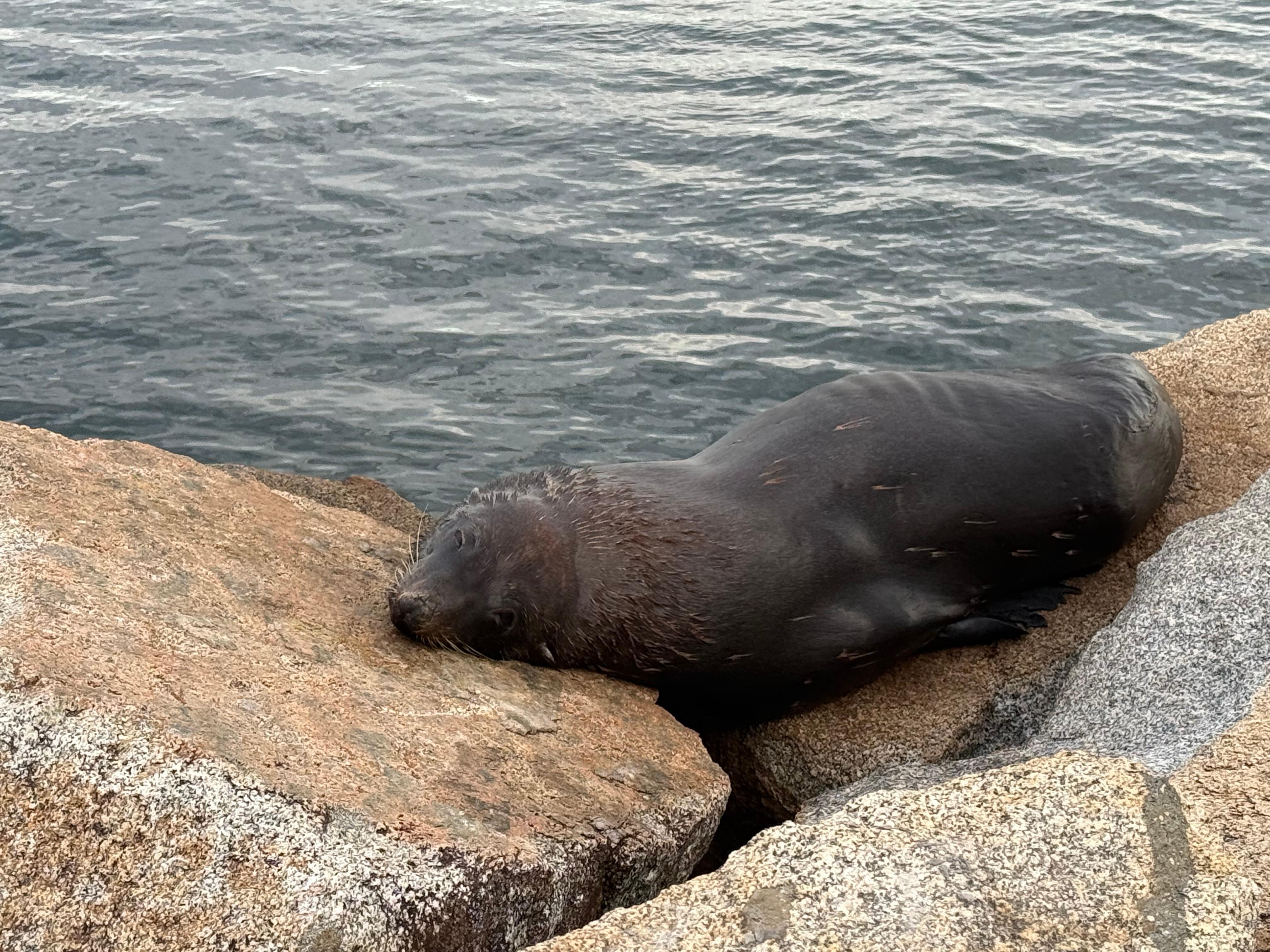 港邊 有海獅來休息