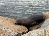 港邊 有海獅來休息