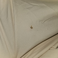 This booger was in the bed