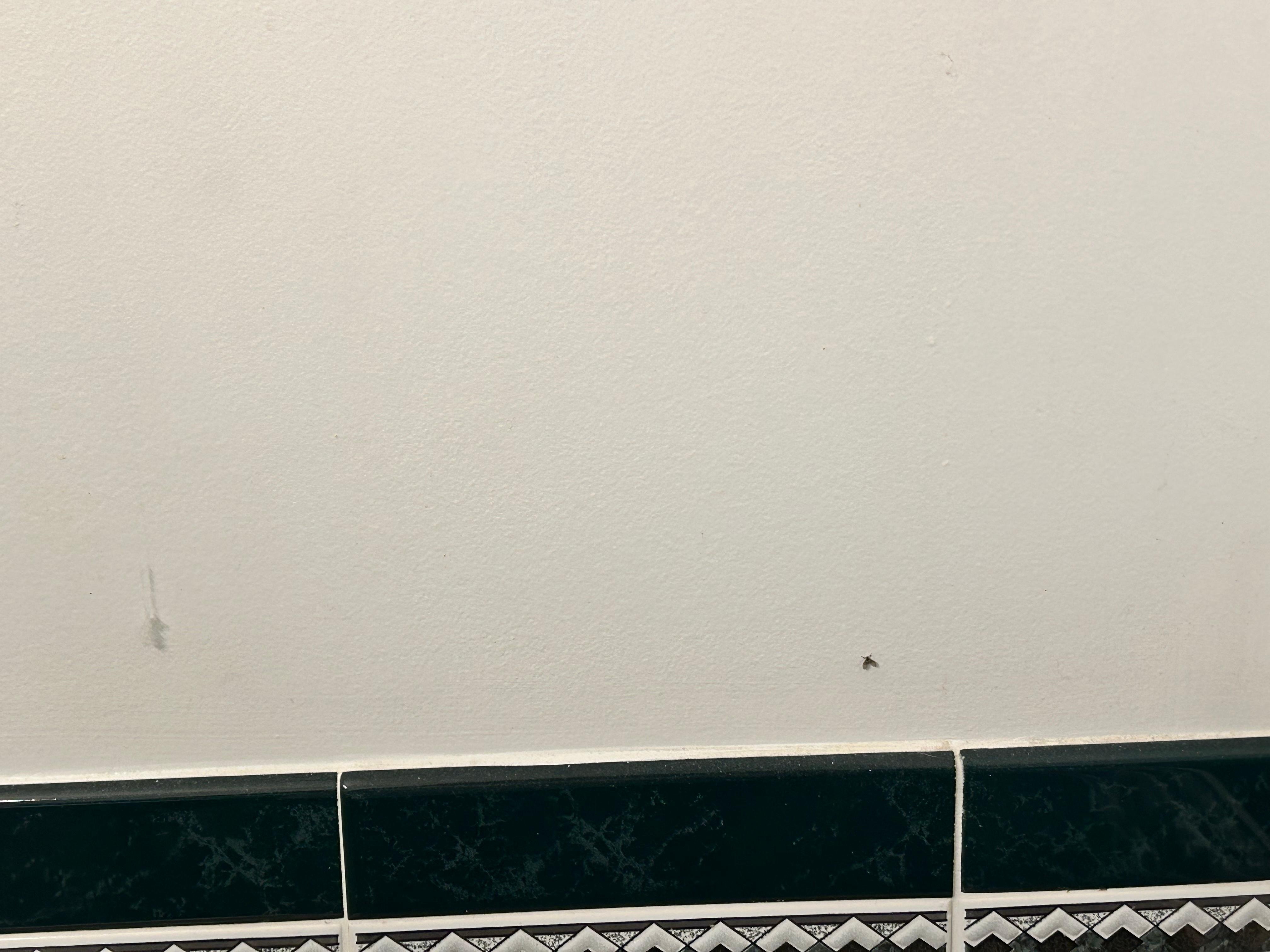 Spiders on bathroom walls 