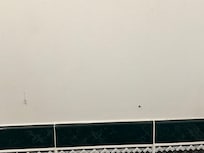 Spiders on bathroom walls