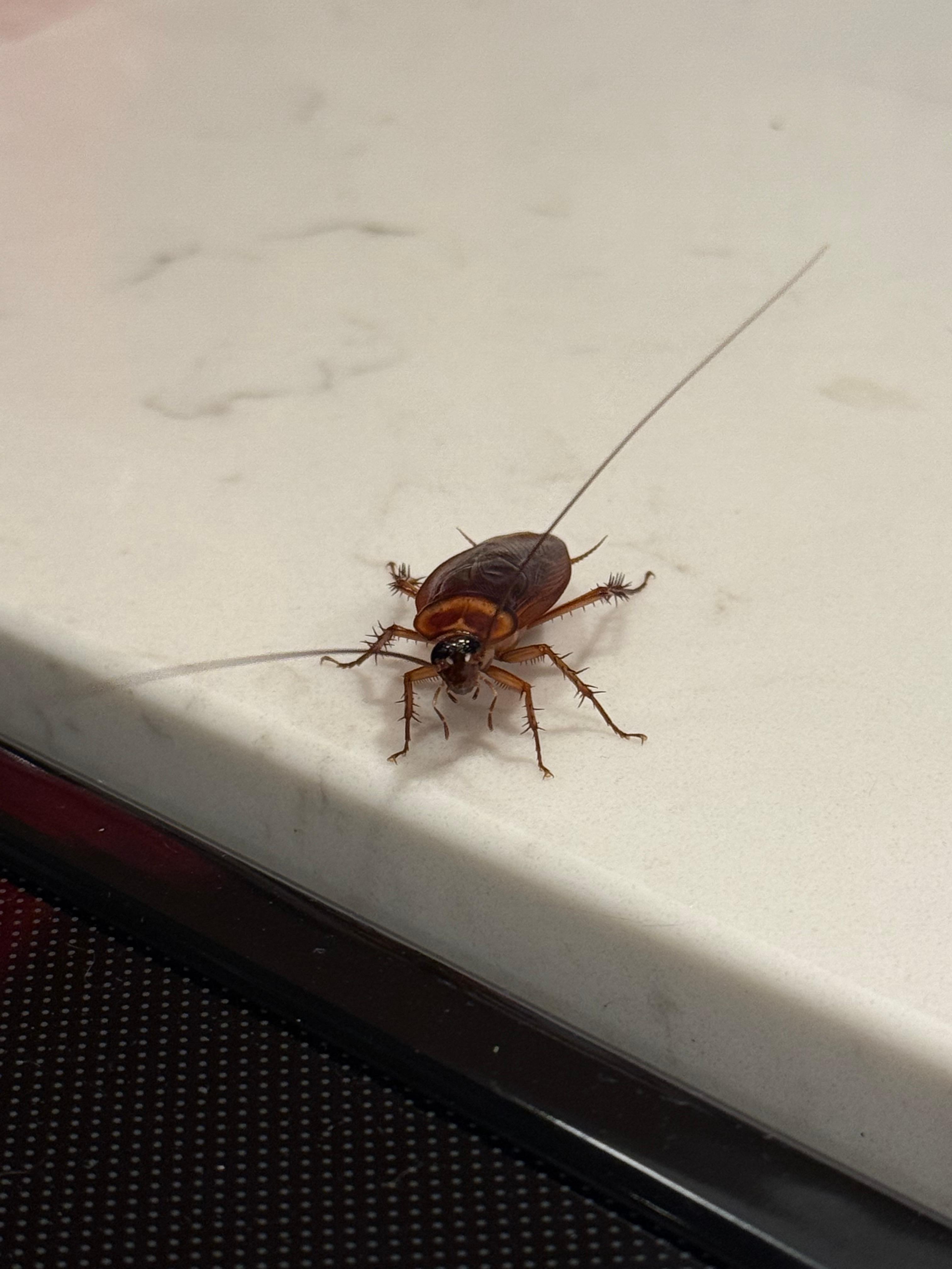 🤢 next to their preferred hideout