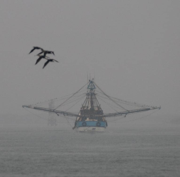 A short drive from the house brings you to the docks where you can watch the boats come in. 