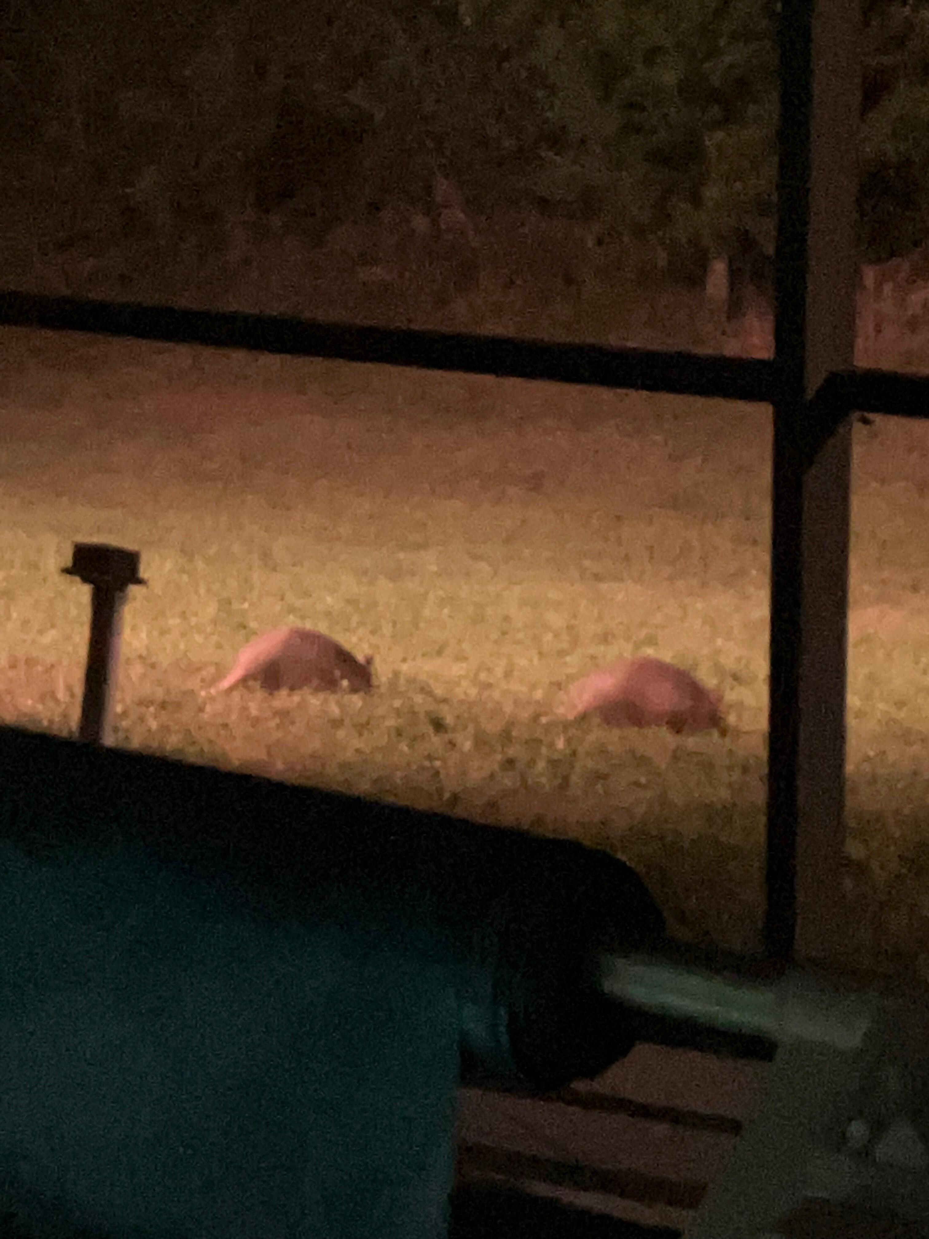 Armadillos 