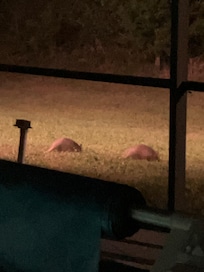 Armadillos