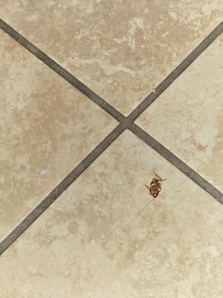 Roach
