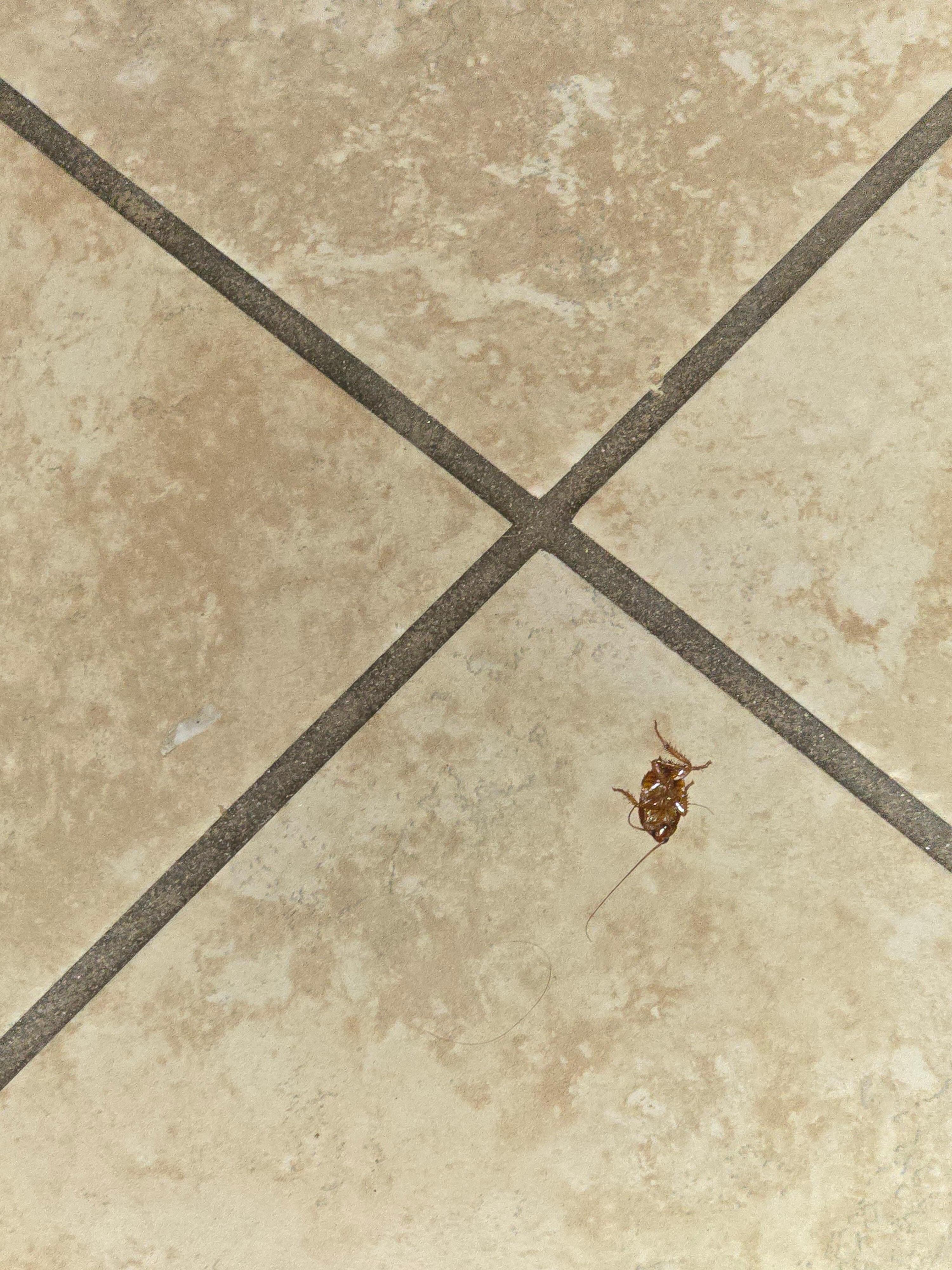 Roach