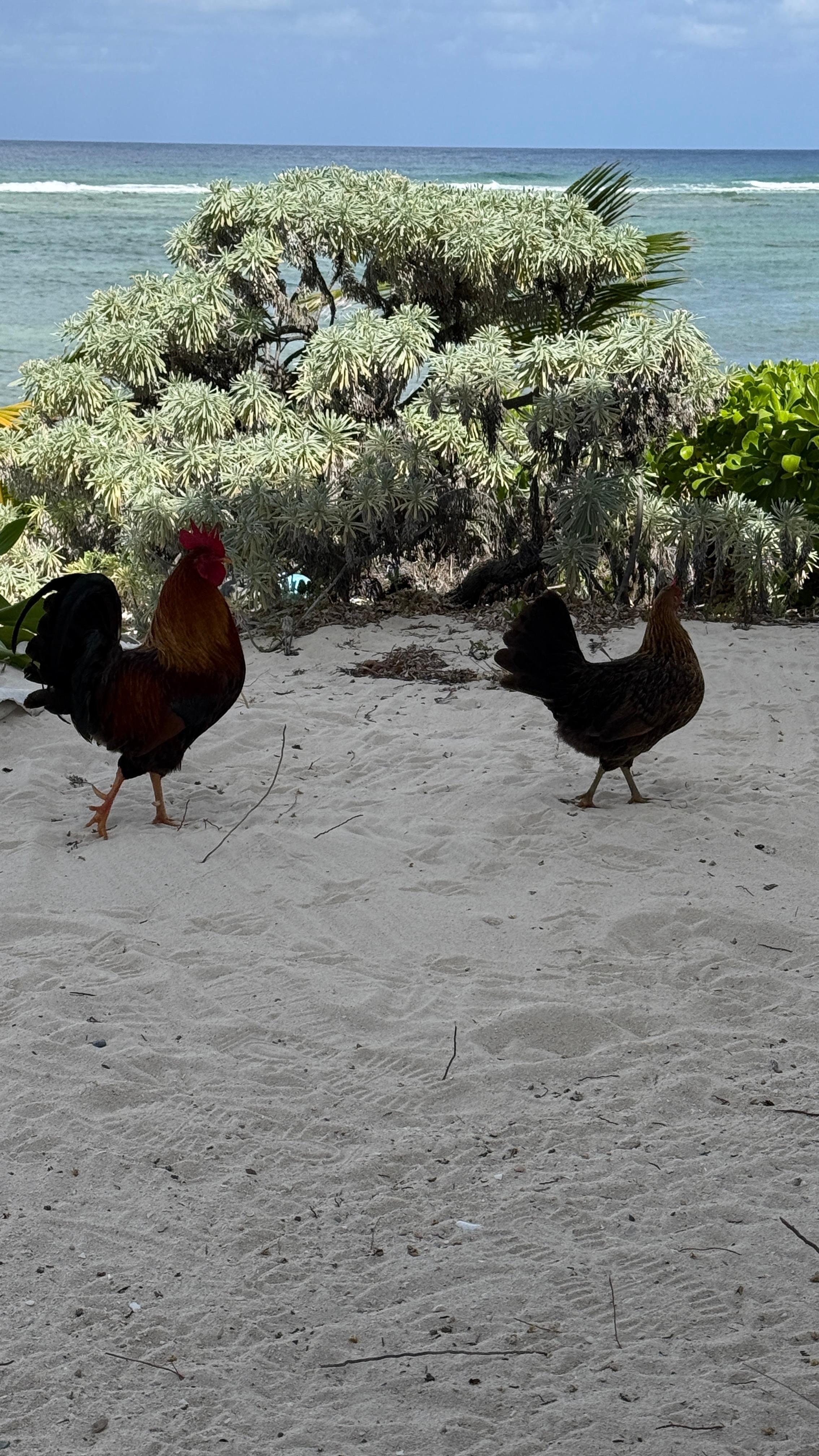 Wild Chickens