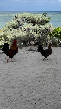 Wild Chickens