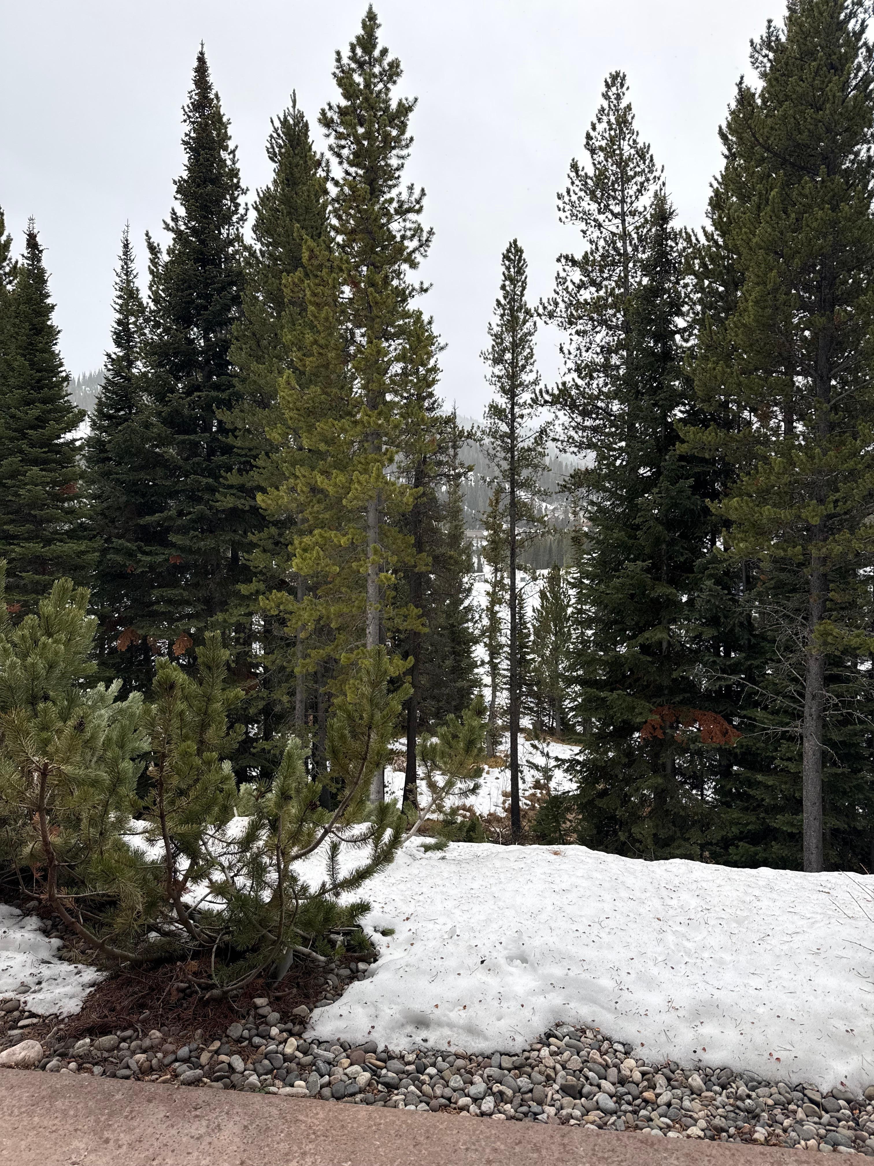 View out our back door of living area!