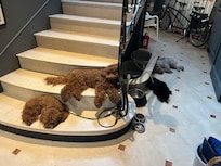 The gorgeous hotel dogs.