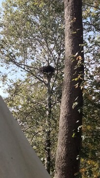 Eagle nest
