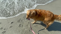 Took the dog to the beach across the street from hotel, there are time restrictions for dogs on the beach before & after Labor Day.