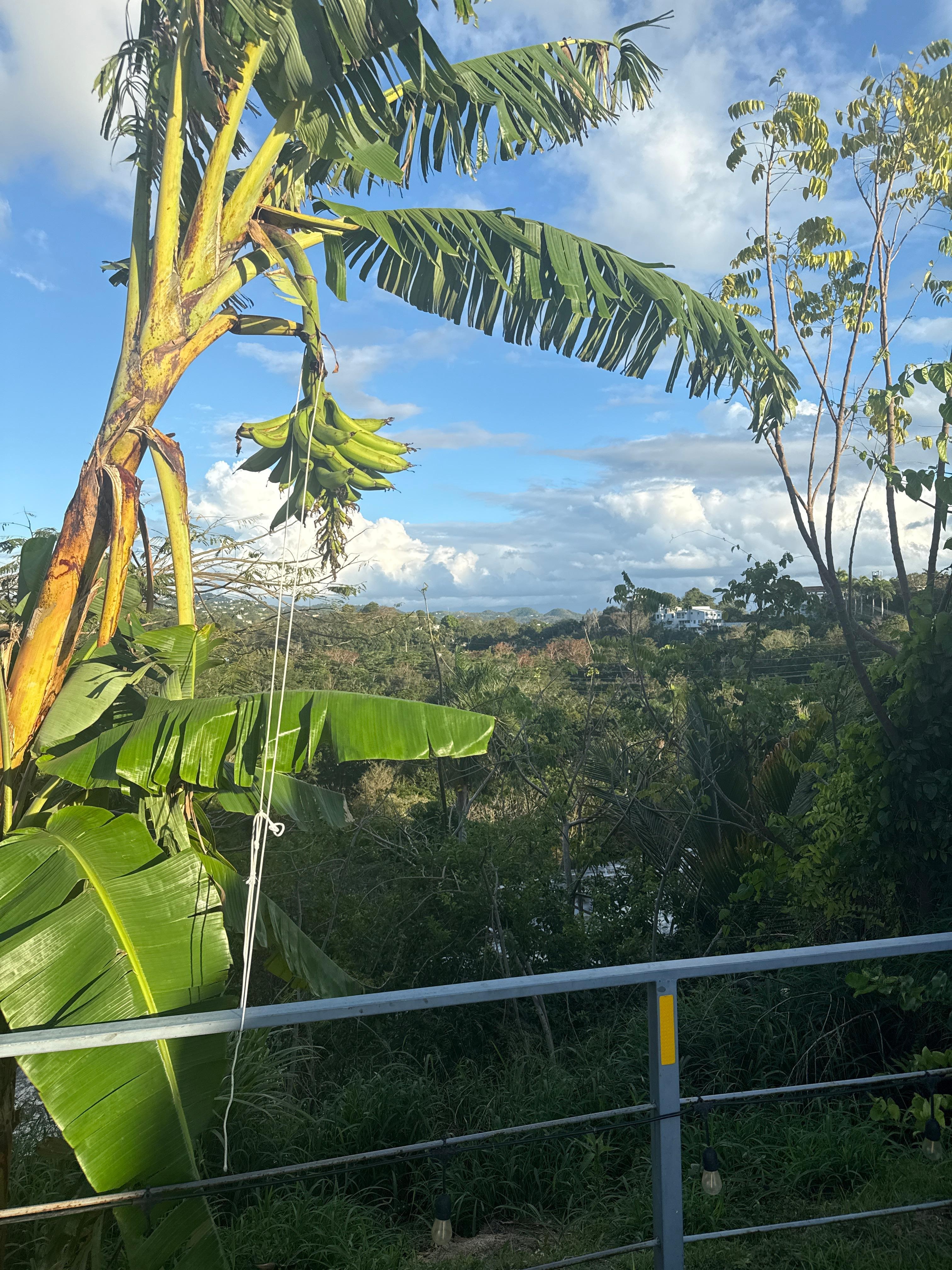 View from the backyard 