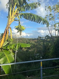 View from the backyard