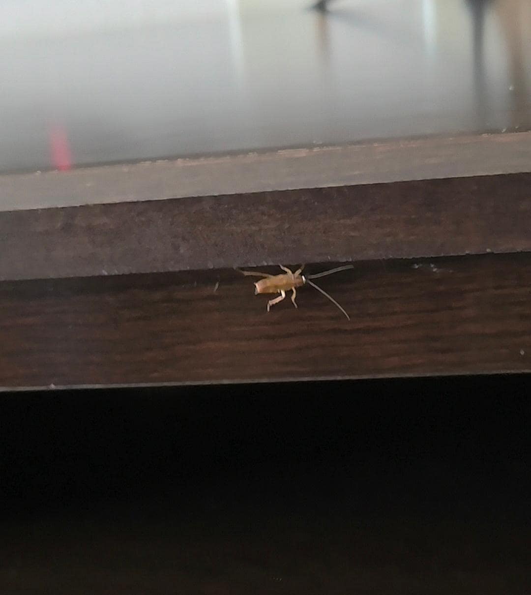 Cockroaches everywhere! This was the dresser/tv stand. I wish i could post a scratch n sniff pic, the hotel smelled like sewage. 