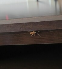 Cockroaches everywhere! This was the dresser/tv stand. I wish i could post a scratch n sniff pic, the hotel smelled like sewage.