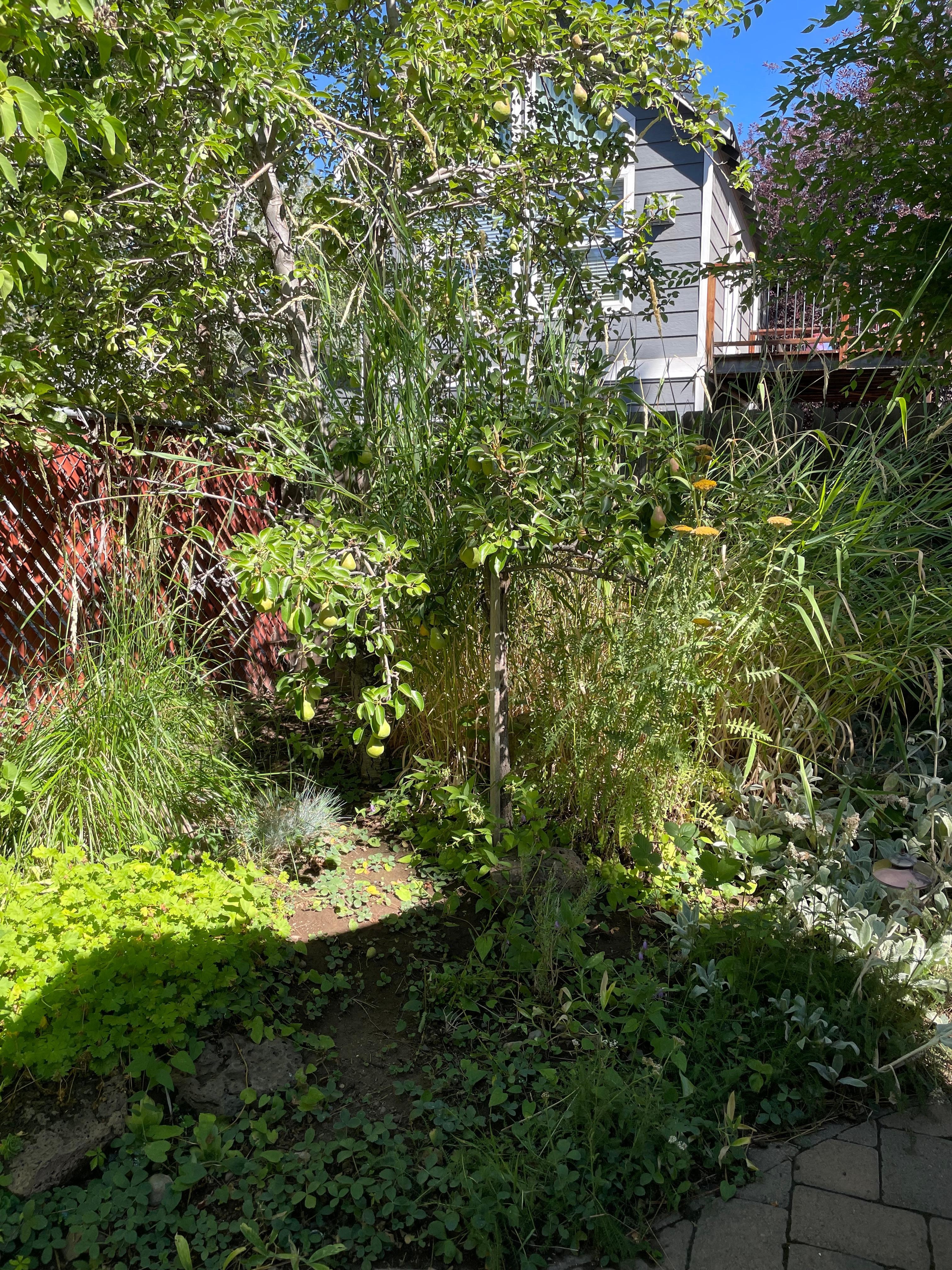 Enjoying the serene backyard. 