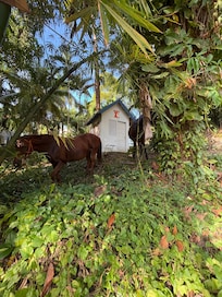 Portland Jamaica Horseback Riding & Watersports allows guests to book horse riding excursions right from the front desk.