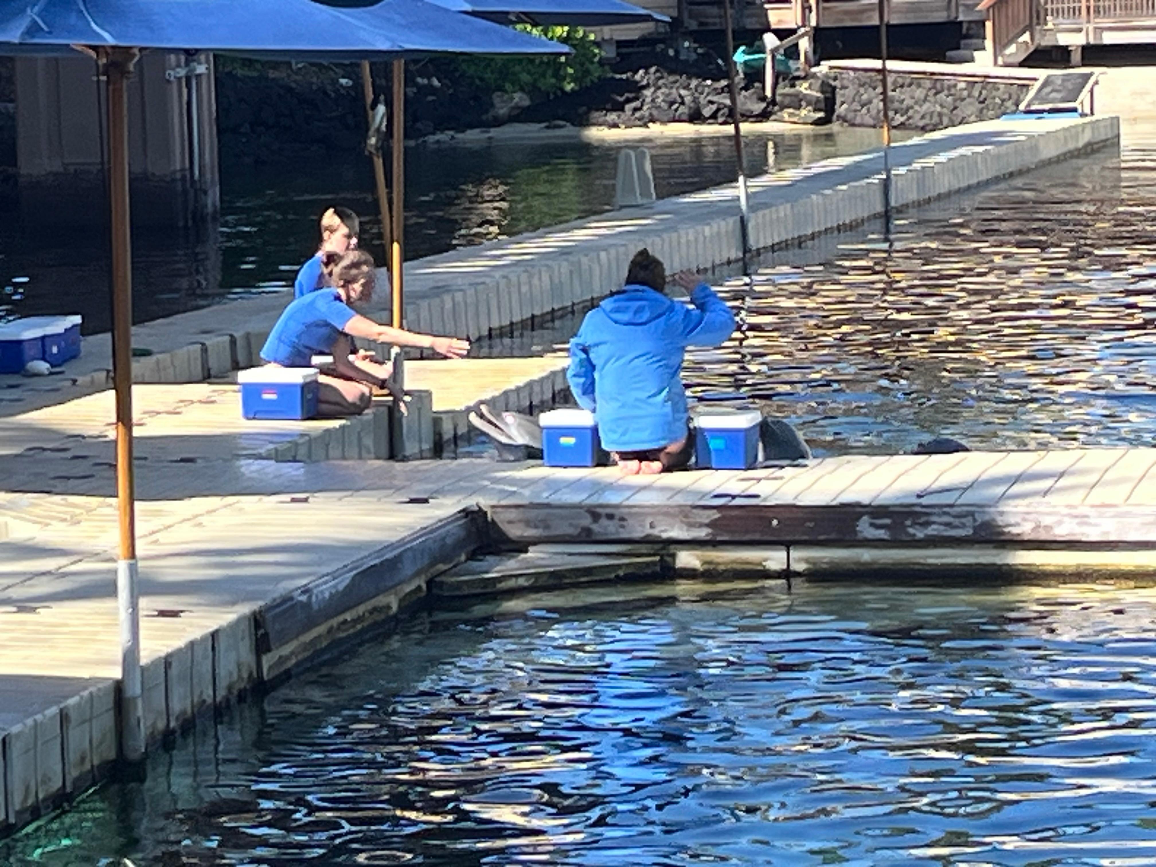 Along resort paths we watched the dolphins at Hilton