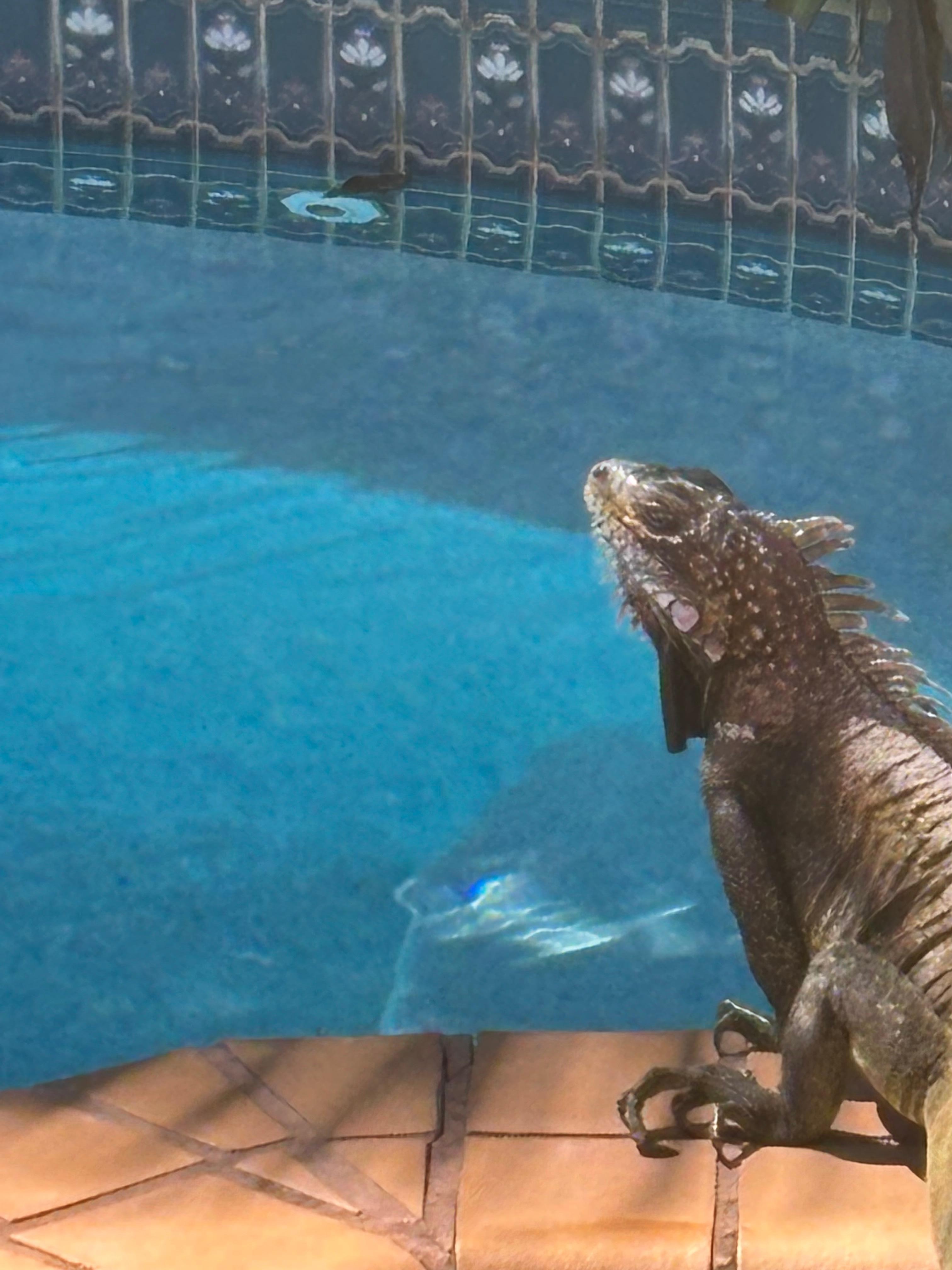 Poolside visitor 