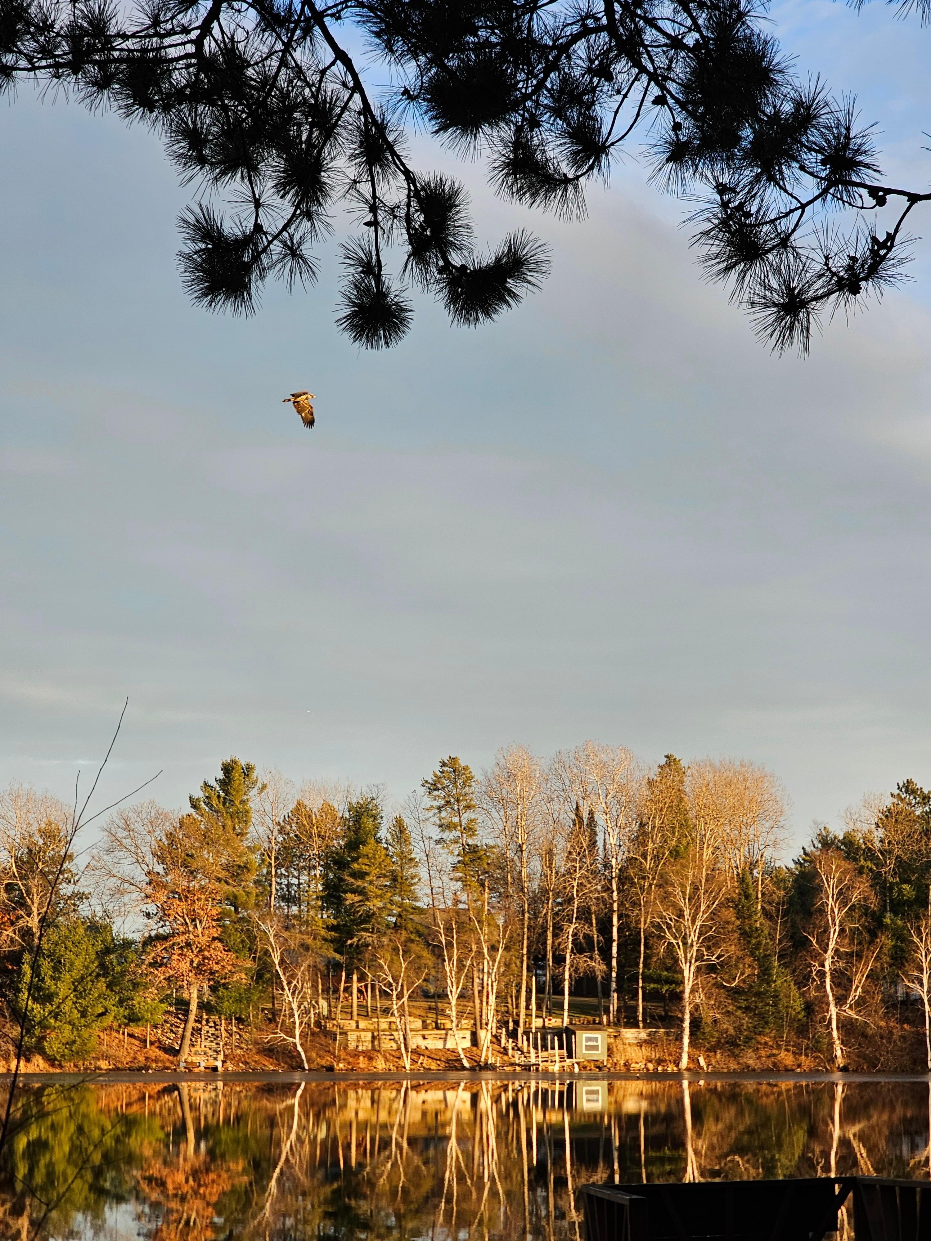 And a hawk flew past...