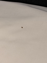 Bed bugs!!! 🤮