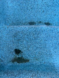 Goose droppings in the pool